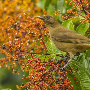 Costa Rica, Arenal. Clay-colored thrush and berries