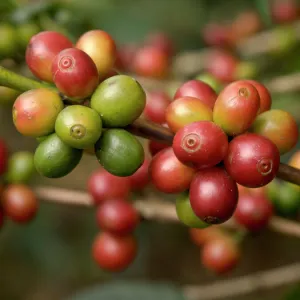 Costa Rica, coffee beans on coffee bush