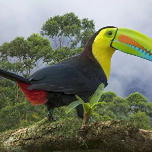 Costa Rica. Composite close-up of keel-billed toucan