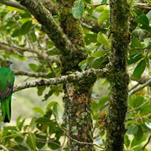 Costa Rica, female respendent quetzal in avocado tree, a favored food of quetzal
