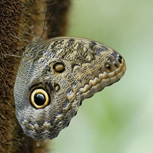 Costa Rica, La Paz, Magnificient Owl Butterfly on stalk