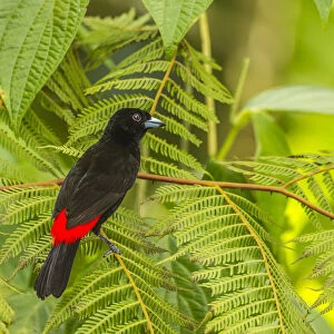 Costa Rica, La Selva Biological Station. Scarlet-rumped tanager in tree. Credit as