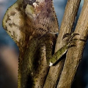 Costa Rica, Monte Verde, Cask-Headed Lizard, Captive