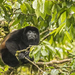 Costa Rica, Monte Verde Cloud Forest Reserve. Mantled howler monkey close-up. Credit as