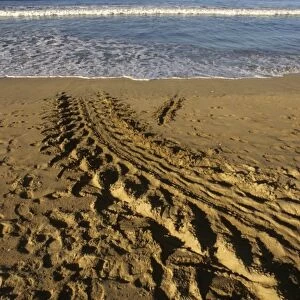 Costa Rica: Playa Grande, tracks seen in morning of giant leatherback turtle (Dermoochelys