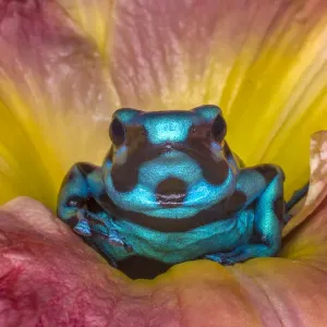 Costa Rica. Poison dart frog in flower