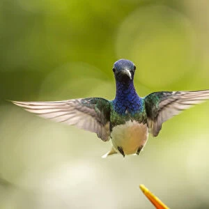 Costa Rica, Sarapique River Valley. Male white-necked jacobin flying
