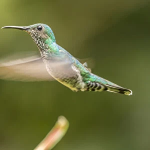 Costa Rica, Sarapiqui River Valley. Female white-necked jacobin flying. Credit as