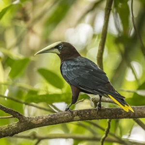 Costa Rica, Sarapiqui River Valley. Chestnut-headed oropendola bird on limb. Credit as