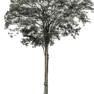 Almendro Tree Print from Costa Rica