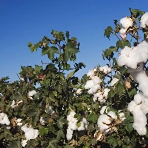 Cotton Plant, Gossypium hirsutum, cotton field, Lubbock, Panhandle, Texas, USA