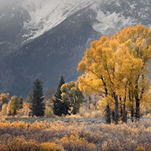 Cottonwood trees in autumn color in front of Teton Range, Grand Teton National Park