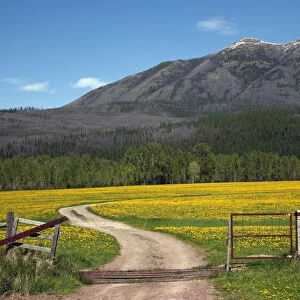 Country Roads Montana Countryside Yellow Flower Farm in front of Mountain Near Glacier