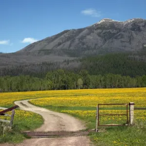 Country Roads Montana Countryside Yellow Flower Farm Print Country Roads Montana Countryside Yellow Flower Farm Print