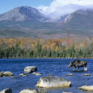 Cow moose (Alces alces) wading in the lake with Mt. Katahdin in the background. Baxter State Park
