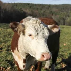 A cow at Wheel-View Farm, Shelburne, Massachusetts, United States, North America