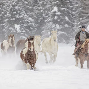 Cowboy during winter roundup, Kalispell, Montana