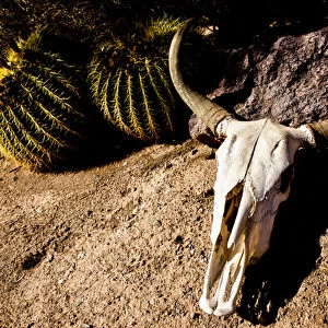 Cowl skull out in the desert, Tucson, Arizona, United States