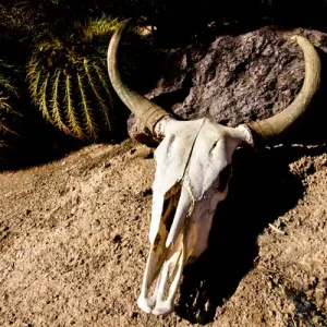 Cowl Skull Print, Tucson Desert Landscape