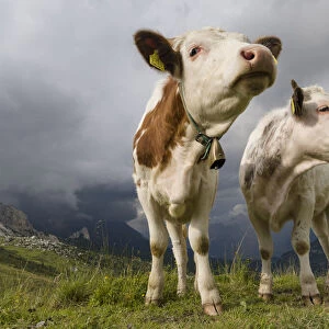 Cows on alpine pasture. Dolomites at Passo Giau. Italy