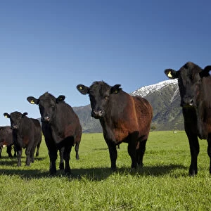 Cows near Kaikoura, and Seaward Kaikoura Ranges, Marlborough, South Island, New Zealand