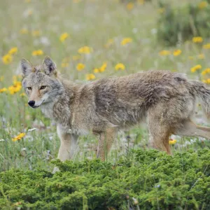 Coyote late spring