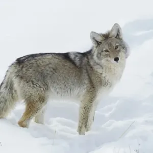 Coyote Looking Print (Wyoming) by Danita Delimont Coyote Looking Print (Wyoming) by Danita Delimont