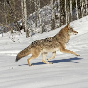 Coyote running on snow, (Captive) Montana Canis latrans Canid