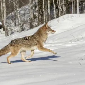 Coyote Running on Snow Print, Montana Coyote Running on Snow Print, Montana