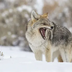 Coyote Print, Snarling Coyote Image Coyote Print, Snarling Coyote Image