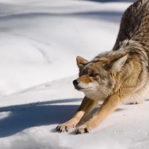 Coyote stretching, Yosemite National Park, CA, USA