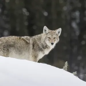 Coyote in Winter Coyote in Winter