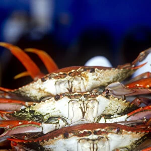Crab, Key West, Florida, USA