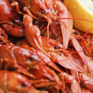Crayfish close-up Crayfish close-up
