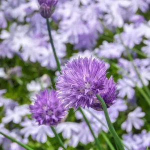 Creeping Phlox and chives