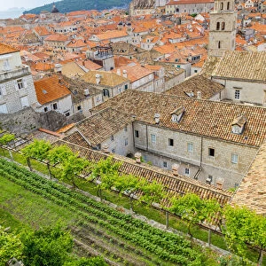Croatia, Dubrovnik. Overview of walled city and garden