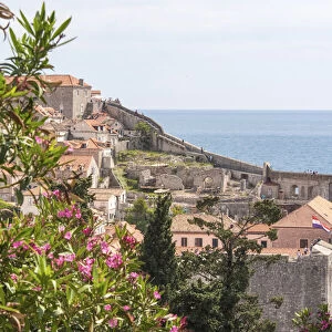 Croatia, Dubrovnik. Walled city old town viewed from hill. Blooming oleander frames