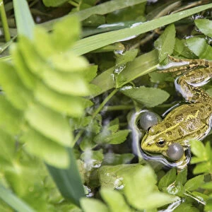 Croatia. Eurasian Marsh Frog (Pelophylax ridibundus) croaking Krka National Park