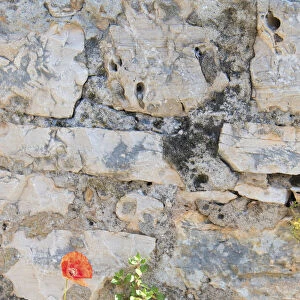 Croatia, Hvar, Vrboska. Poppy grows in stone wall