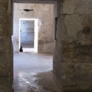 Croatia, Split. Feral cat stands watch at cellar doorway Diocletian Palace