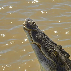 Crocodile jumping out of the water on the Jumping Crocodile Cruise, Adelaide River
