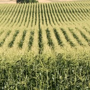 Crop of corn near Pasco, Washington