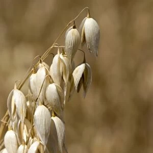 Crop of ripe oats in the Willamette Valley of Oregon, USA