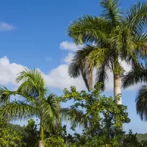 Cuba. Artemisa. Las Terrazas. UNESCO Biosphere Preserve and eco-community in Cuba. Artemisa. Las Terrazas. UNESCO Biosphere Preserve and eco-community in