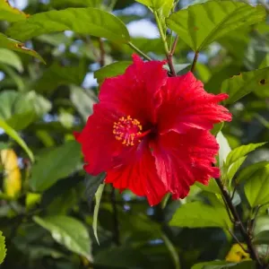 Cuba. Artemisa. Las Terrazas. UNESCO Biosphere Preserve and eco-community in the Rosario mountains Cuba. Artemisa. Las Terrazas. UNESCO Biosphere Preserve and eco-community in the Rosario mountains