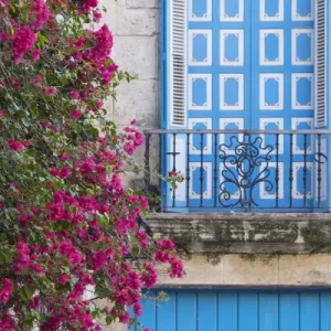 Cuba, Havana. Bougainvillea blooms near a balcony in the restored area of Old Town Cuba, Havana. Bougainvillea blooms near a balcony in the restored area of Old Town