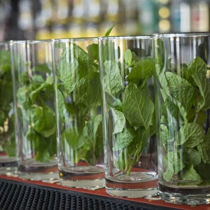 Cuba, Havana, mint in glasses on bar, before Mojito cocktails are mixed