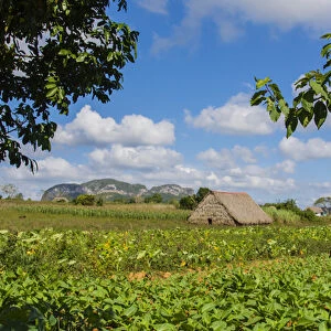Cuba. Pinar del Rio. Vinales. Barn surrounded by tobacco fields