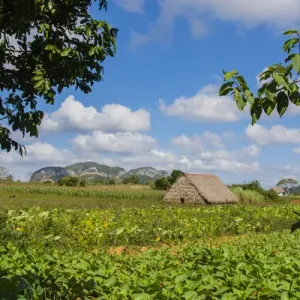 Cuba. Pinar del Río. Viñales. Granja rodeada de campos de tabaco Cuba. Pinar del Río. Viñales. Granja rodeada de campos de tabaco