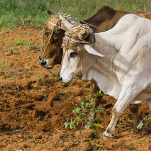 Cuba. Pinar del Rio. Vinales. Oxen plowing a field Cuba. Pinar del Rio. Vinales. Oxen plowing a field
